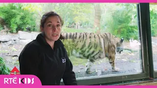 Dublin Zoo Tigers | RTÉ After School Hub | @RTÉ Kids