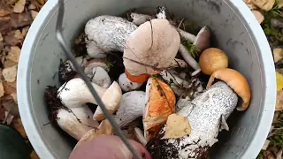 🍄 ГРИБИ УКРАЇНИ🌲