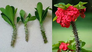 How to propagate Euphorbia Milii plant / The easiest way to propagate crown of thorns plant