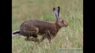 Охота На Зайца с Пневматикой