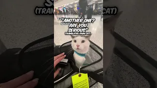 This cat is all of us when flying 🤭