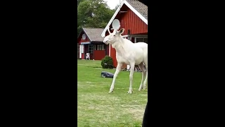 Albino Moose Kicks Robotic Lawn Mower - 1002767-2