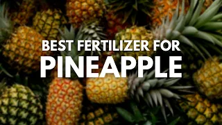 The Best Fertilizer For Pineapples | Everything You Need To Do For The Ripe Pineapples