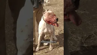 Dogo Argentino salvo a 2 niñas de ser devoradas por un puma #shorts #animales #amor #alejoigoa