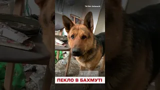 🐶💔 КАДРИ З БАХМУТА: люди працюють, а він хоче гратися!