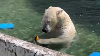 日曜日のおやちゅタイムロングバージョン🐻‍❄️2024年4月14日14時台🐻‍❄️幸せなフブたんの午後💕#polarbear #ホッキョクグマ #フブキ #東山動物園