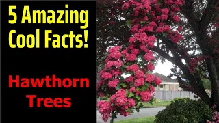 5 Fascinating Facts About Hawthorn Trees