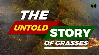 The Untold Story Of Grasses | William Bond