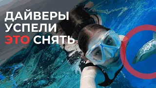 Акула Молот Египет 2024 | Красное море | Нереальный подводный мир | Дайв-сафари в Шарм-эль-Шейх