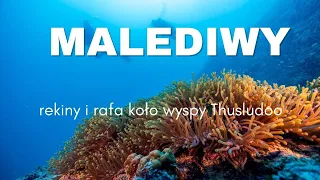 Podwodny świat Malediwów wokół atolu Kaafu - tak wygląda piękne nurkowanie (4K)