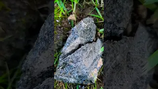 Finding Beautiful Black Tourmaline Crystals in Mica!! 💎 from NH ⛏️  #shorts