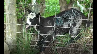 Rescuing A Trapped Lamb