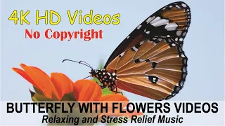 Butterfly With Flowers| Hd Videos | Relaxing Music| Free Videos | No Copyright ©️ |