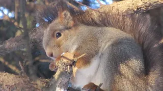 Белка прихорашивается чтобы отлично выглядеть - Squirrel preens to look great