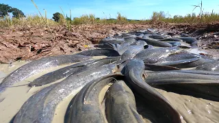 BEST HAND FISHING - a lot of catch catfish at field when dry season by hand / Top Unique Fishing