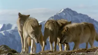 If I were an Animal - THE WOLF| Full Episode 39 | Wild Animal World