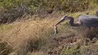 Heron eats / swallows squirrel alive