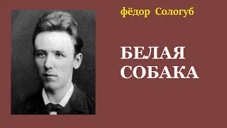 Фёдор Сологуб. Белая собака. Аудиокнига.