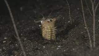 Komodo Bobbit Worms