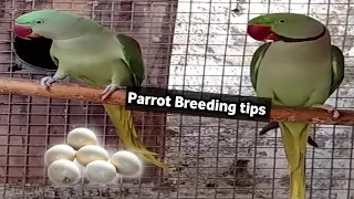 Pahadi Parrot Breeding Tips / पहाड़ी पैरट ब्रीडिंग टिप्स इन हिंदी