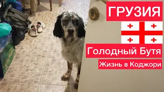 Английский сеттер  по кличке "Бутя"