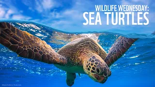 Wildlife Wednesday: Sea Turtles