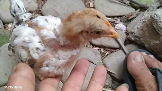 Ayam pintar 😱, ditinggal pergi ibunya 🤣