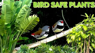 Bird-Safe Plants For The Aviary