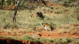 Witnessing a leopard hunt on foot- Kicheche Laikipia walking safari
