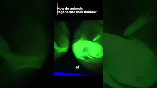 How do animals regenerate their bodies