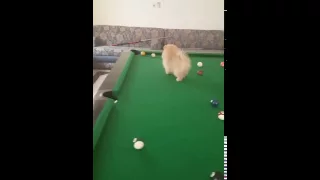 funny Dog playing  billiard