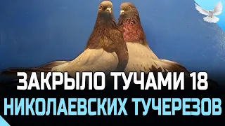 ЗАКРЫЛО ТУЧАМИ 18 НИКОЛАЕВСКИХ ТУЧЕРЕЗОВ