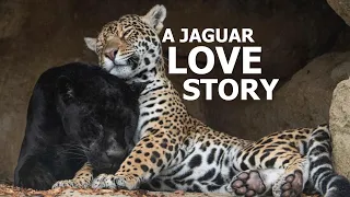 The Love Story Of Jaguars; Neron and Keira! - The Big Cat Sanctuary