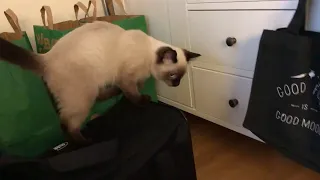 Siamese kitten meows so much! First day in our home!