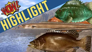 NEW Conger Eel and Atlantic Wreckfish! | INSANE $$$ | Oct 22, 2023