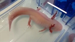 Axolotl: Decoding the largest genome ever