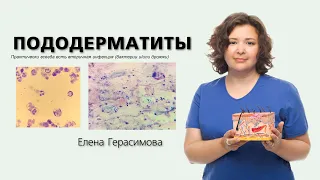 От чихуа до сенбернара: пододерматиты собак разных пород