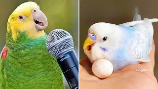 Baby Animals 🔴 Funny Parrots and Cute Birds Compilation (2022) Loros Adorables Recopilación #12