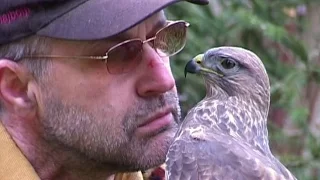 Common Buzzard (Buteo, buteo)