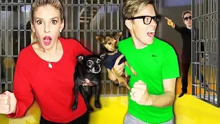 Rescuing Our Dogs from the GMI Hide and Seek Chase! (Game Master Network Escape Room)