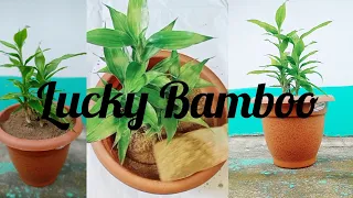 Growing Lucky Bamboo In Soil | Lucky Bamboo | Lucky bamboo in soil #luckybamboo #abtahisworld