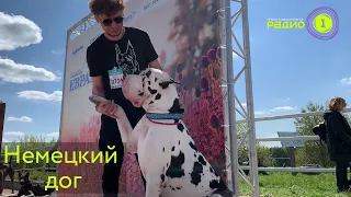 II Всемирная выставка собак российских пород "Евразия2022"