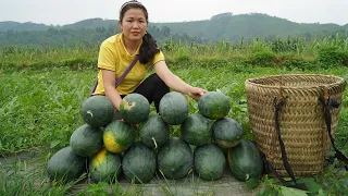 Harvesting watermelon Fresh Fruits in the Village goes to the market sell | FREE LIFE
