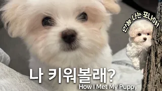 eng) Korean Puppy Vlog🐶 | Coton de Tulear ✨ | Puppy First Day Home Tips | Coping with pet loss 🥺