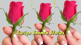 Suriya Soomro Status | New Status | Sindhi Status | Suriya Soomro status