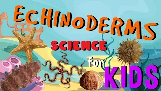 Echinoderms - Starfish Invertebrate Animals | Science for Kids