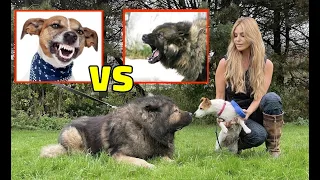 CAUCASIAN SHEPHERD meets JACK RUSSELL DOG -  Guide to introducing tiny dogs to dominant breeds.