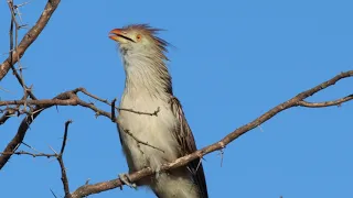 Guira Cuckoo Singing, Lomas de Arena Park, Santa Cruz, Bolivia