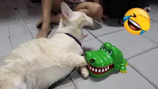 You Laugh You Lose 😂 Funniest Animals 2023 😺🐶 Part 2