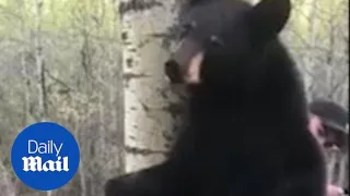 Hunter experiences close encounter with bear in tree stand - Daily Mail